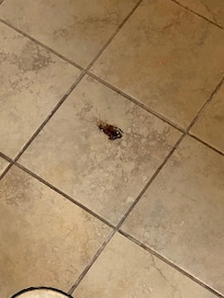 Roach in master bath