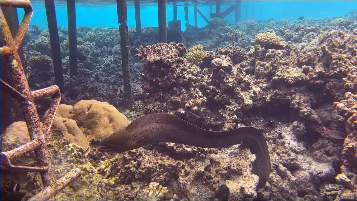 At the Dive Dock