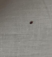 Bedbug on bed around 4:30 am where dead bedbug was found at check in
