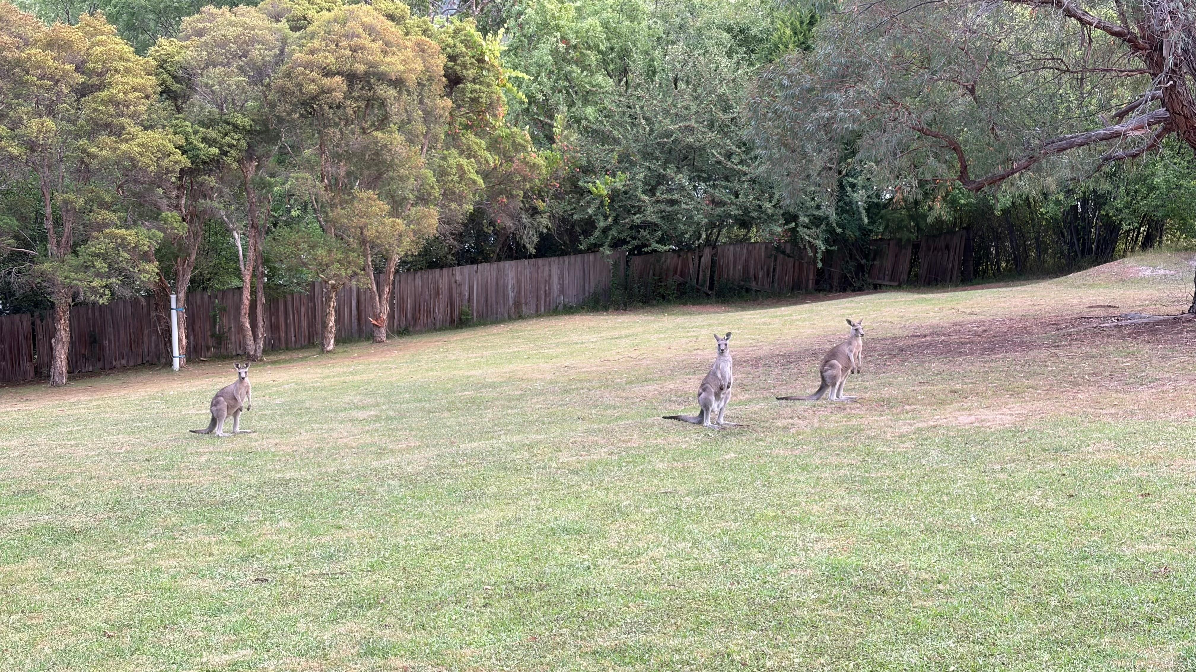 Curious Kangaroos outside our room.