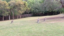Curious Kangaroos outside our room.