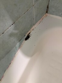 Picture of shower with ants and dirt when we checked in