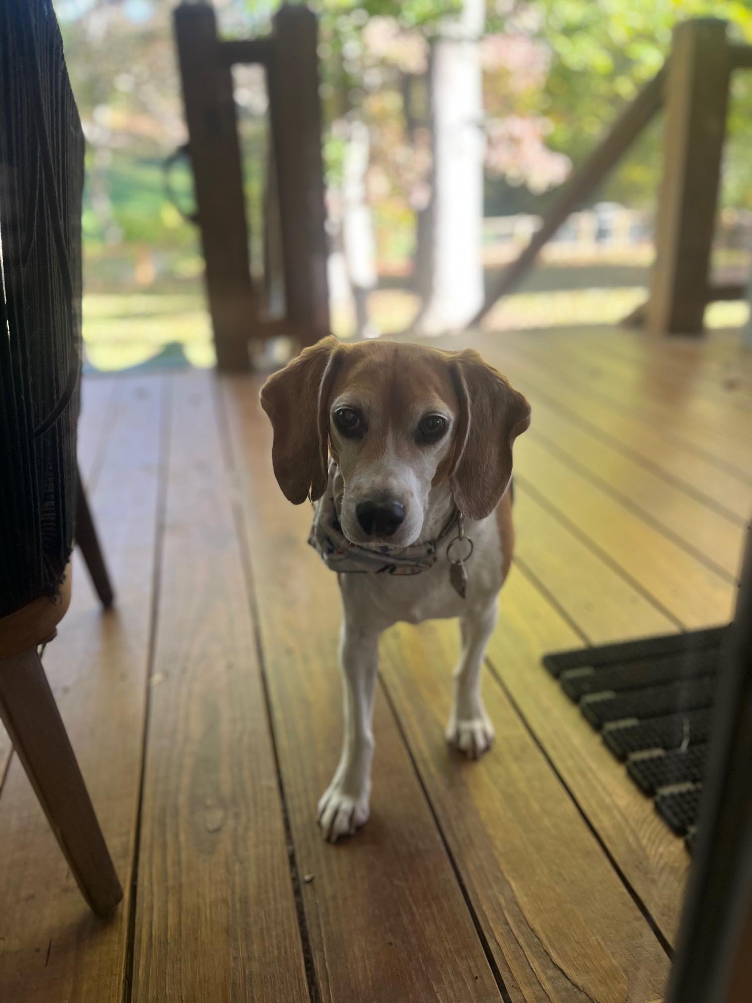 Gracie hanging out on the back porch