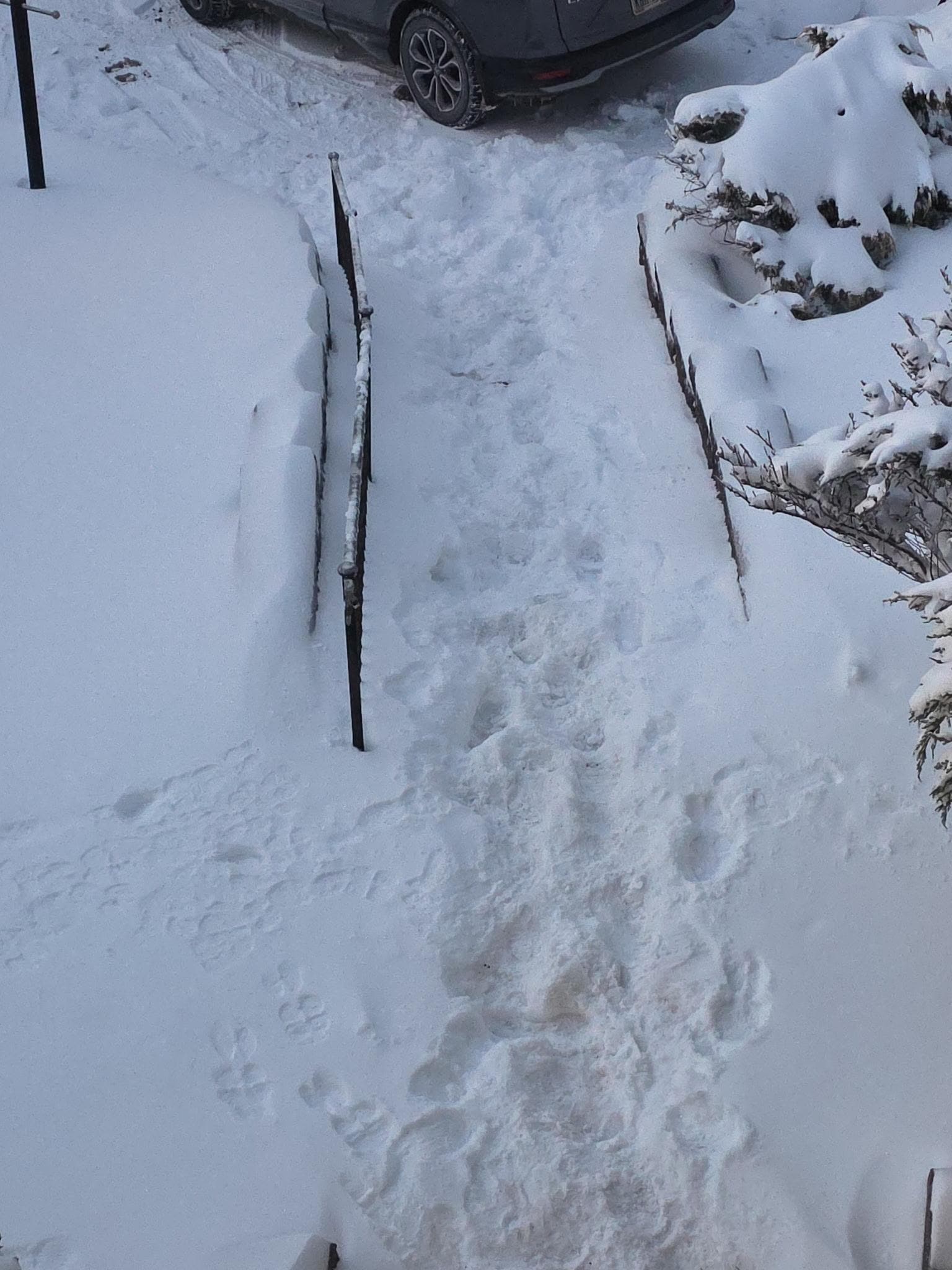 Stairway to the house before we shoveled it. 