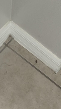 Roaches outside near laundry room townhome 2