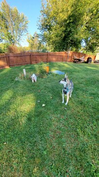 The kids having fun in the fenced yard.