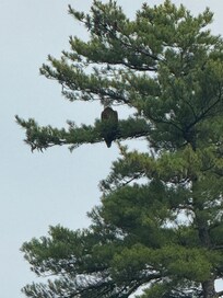 Watching a Bald Eagle from our private beach.