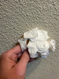 Cockroach #2