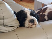 Levi loved the couch.