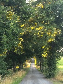 Allén till säteriet