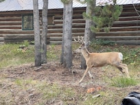 Right next to our cabin!