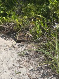 The turtle living in the backyard.