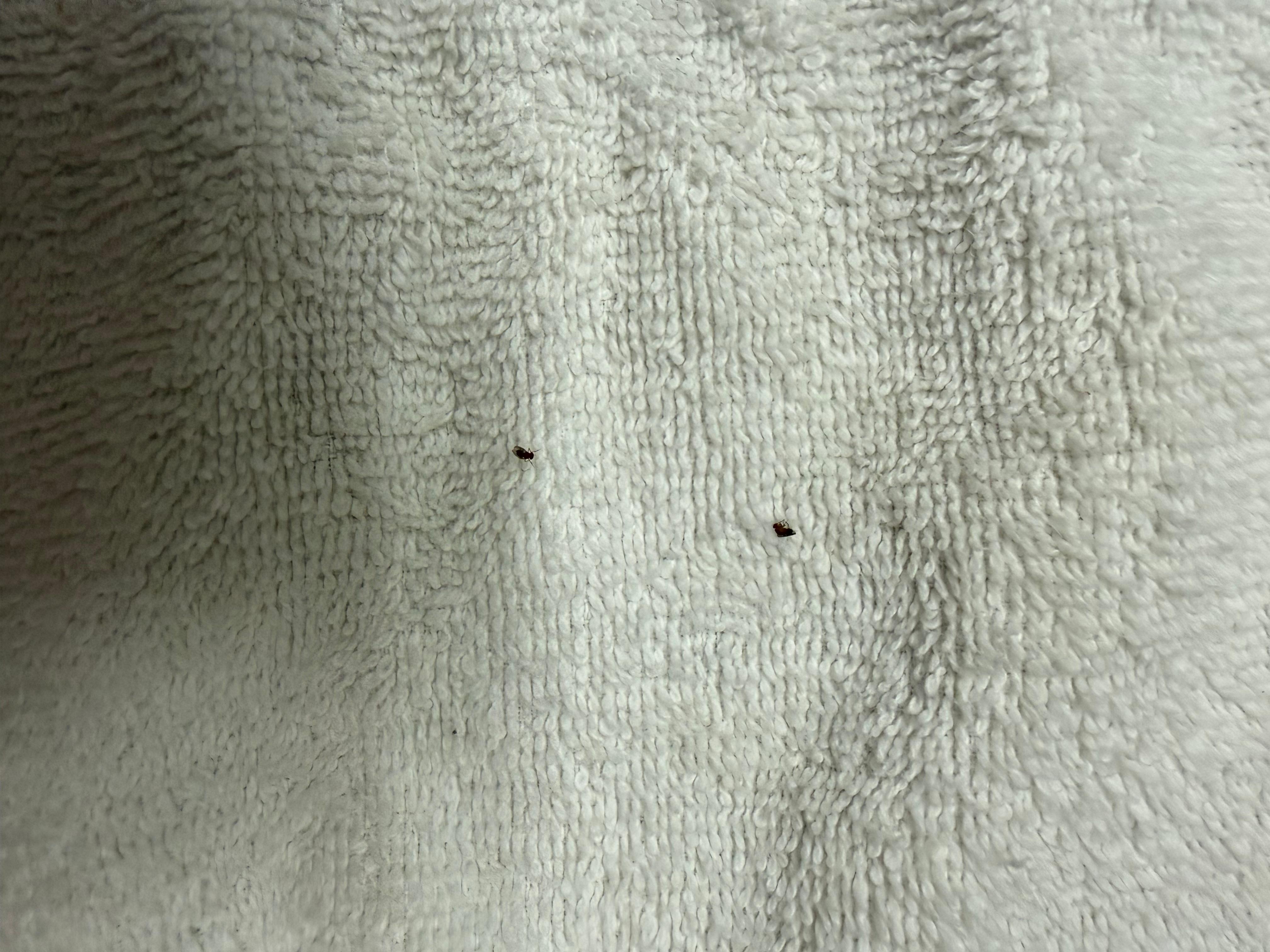Bed bugs found in my beard the next morning while combing.