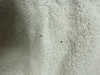 Bed bugs found in my beard the next morning while combing.
