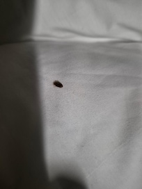 Bedbug