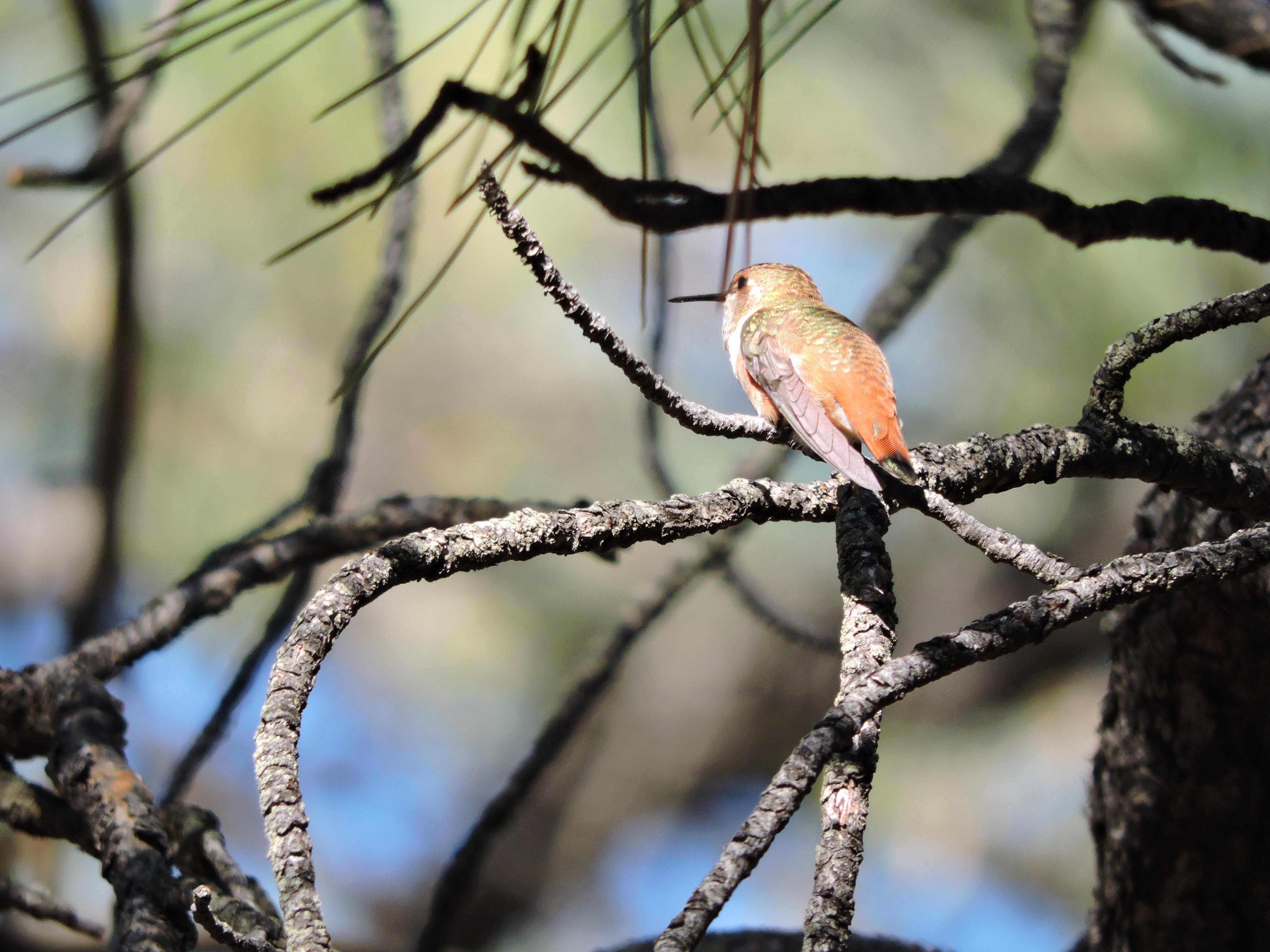 This little guy visited every day and quickly ran off the competition.