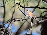 This little guy visited every day and quickly ran off the competition.