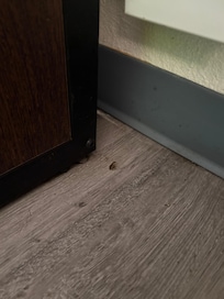 Roaches
