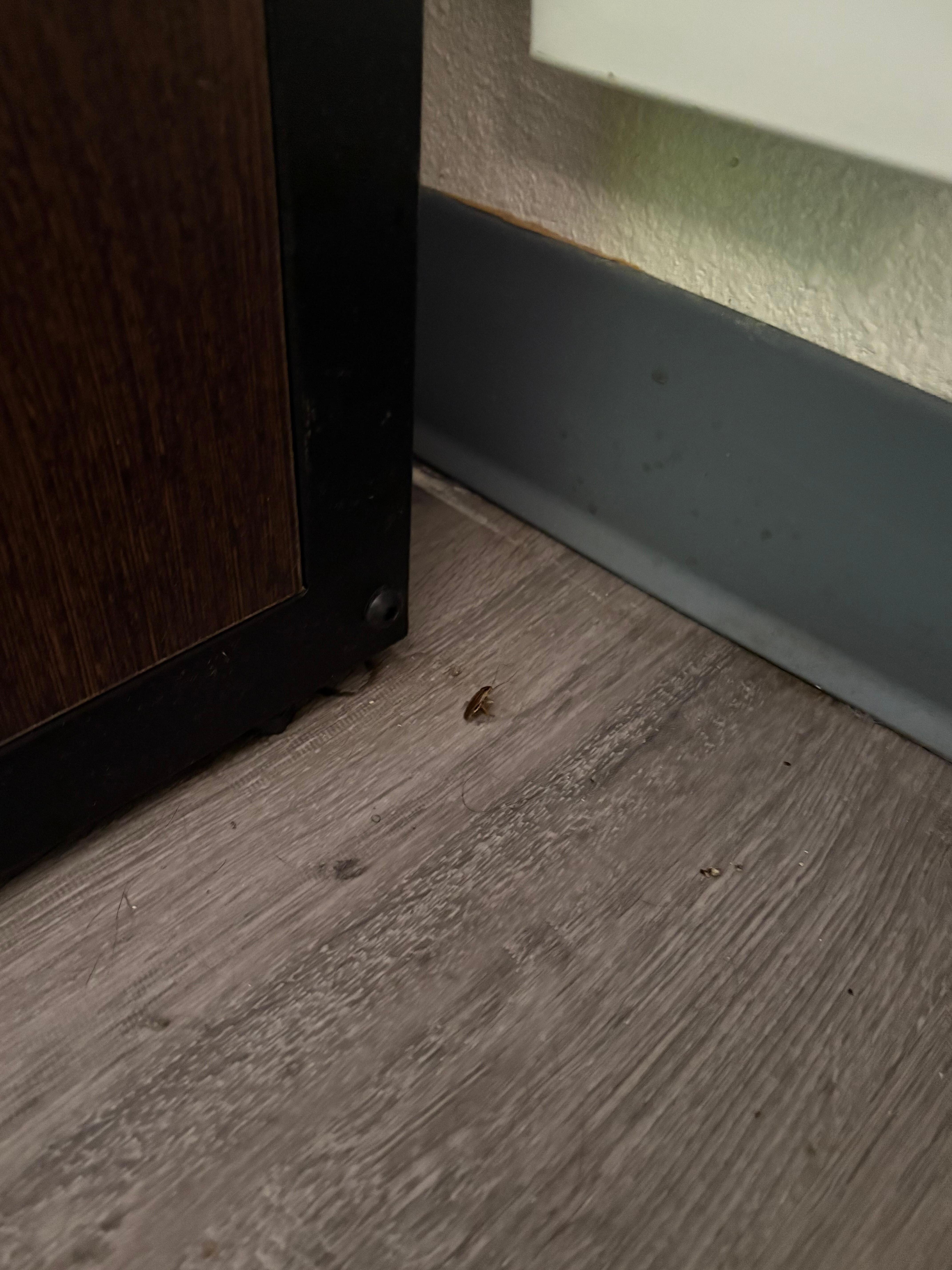Roaches