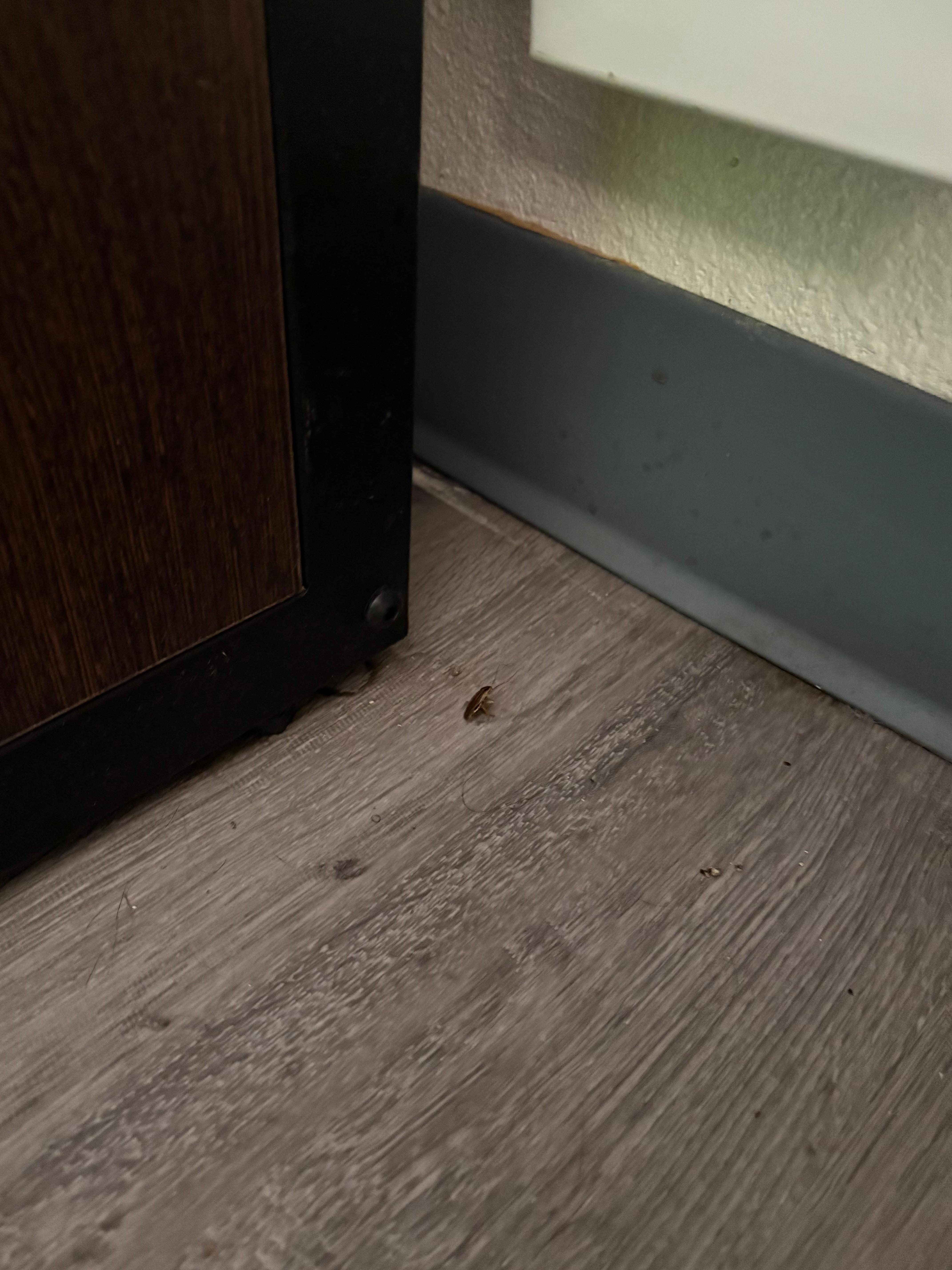 Roaches