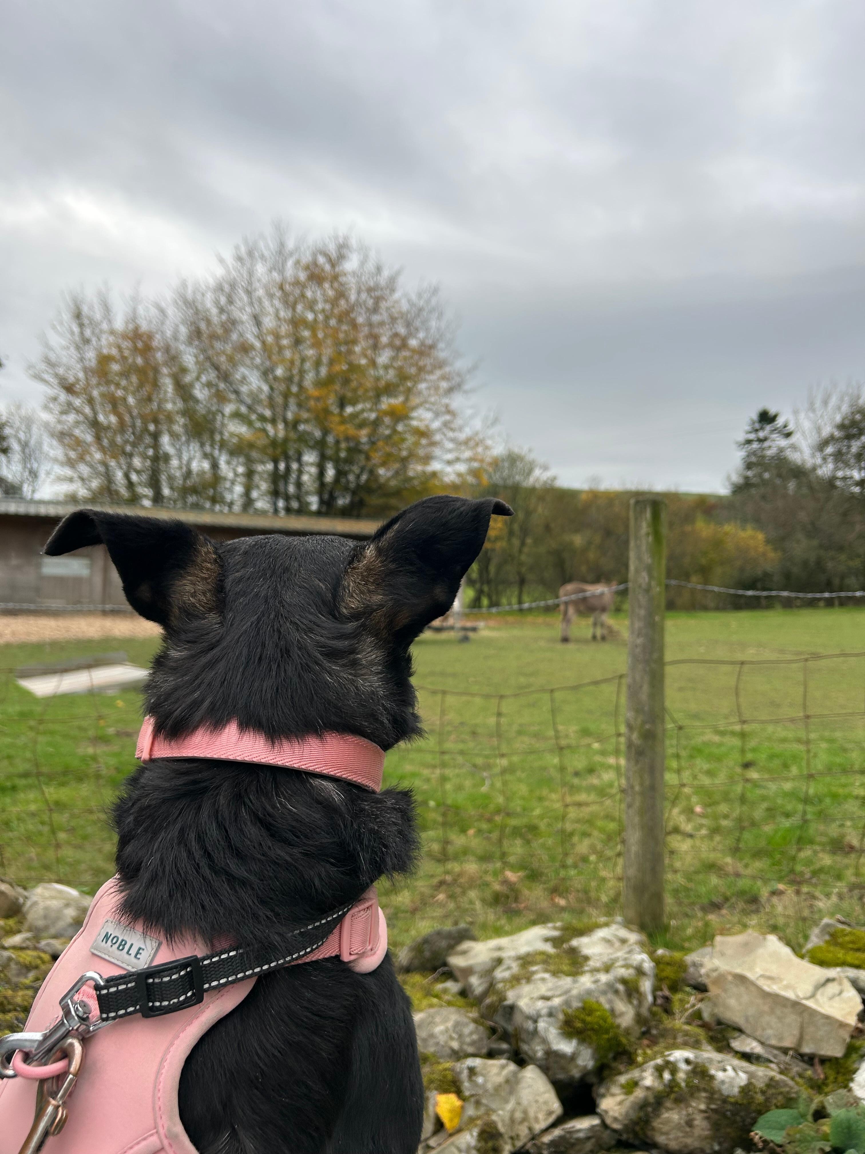 Our rescue pups first time seeing a donkey