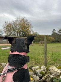 Our rescue pups first time seeing a donkey