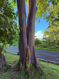 Eucalyptus Grove on the way to Hana Town.