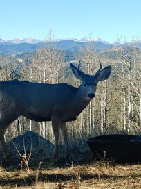 Beautiful buck!