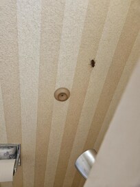 Cockroach climbing the wall.