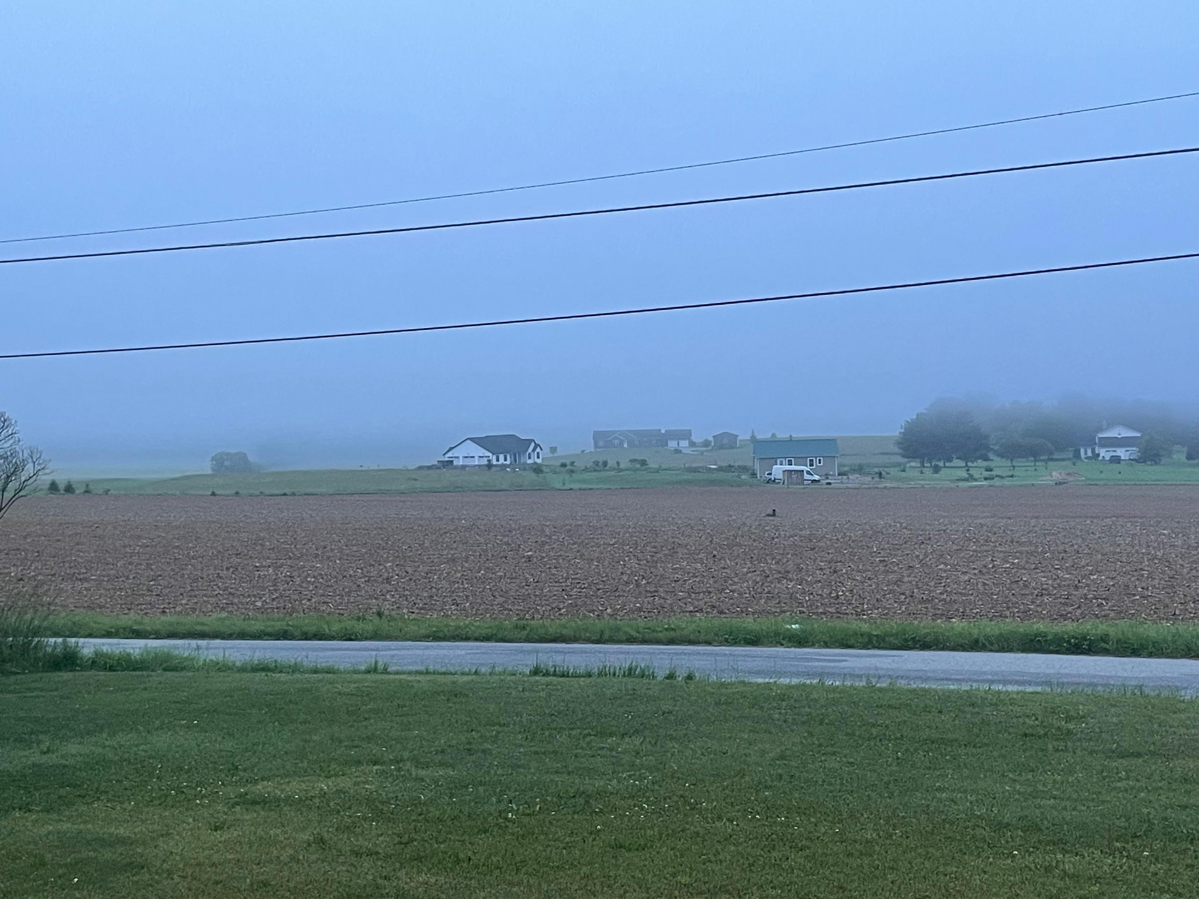 Foggy morning delight 