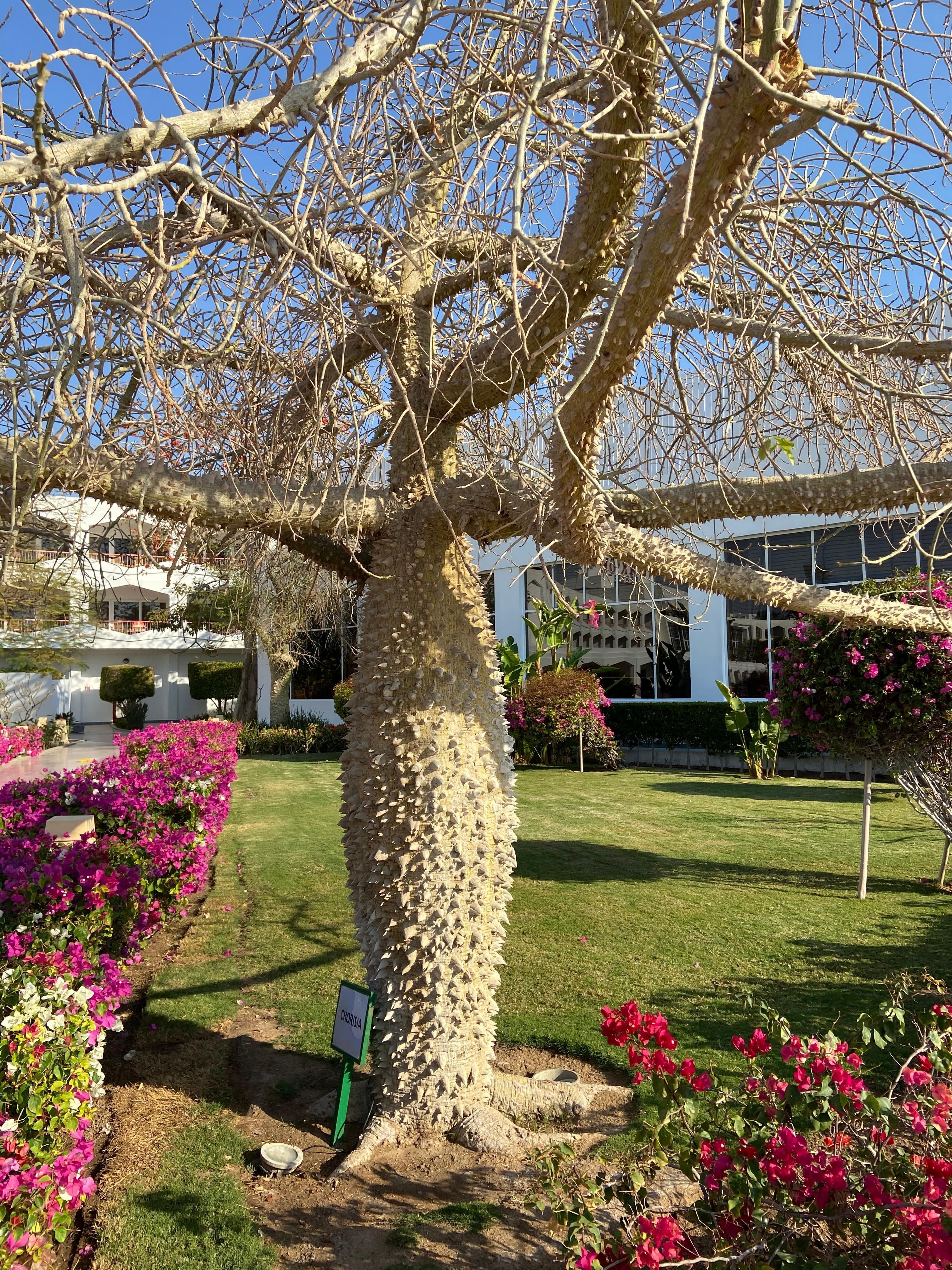 Unusual tree
