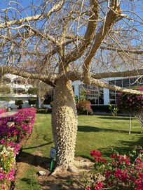 Unusual tree