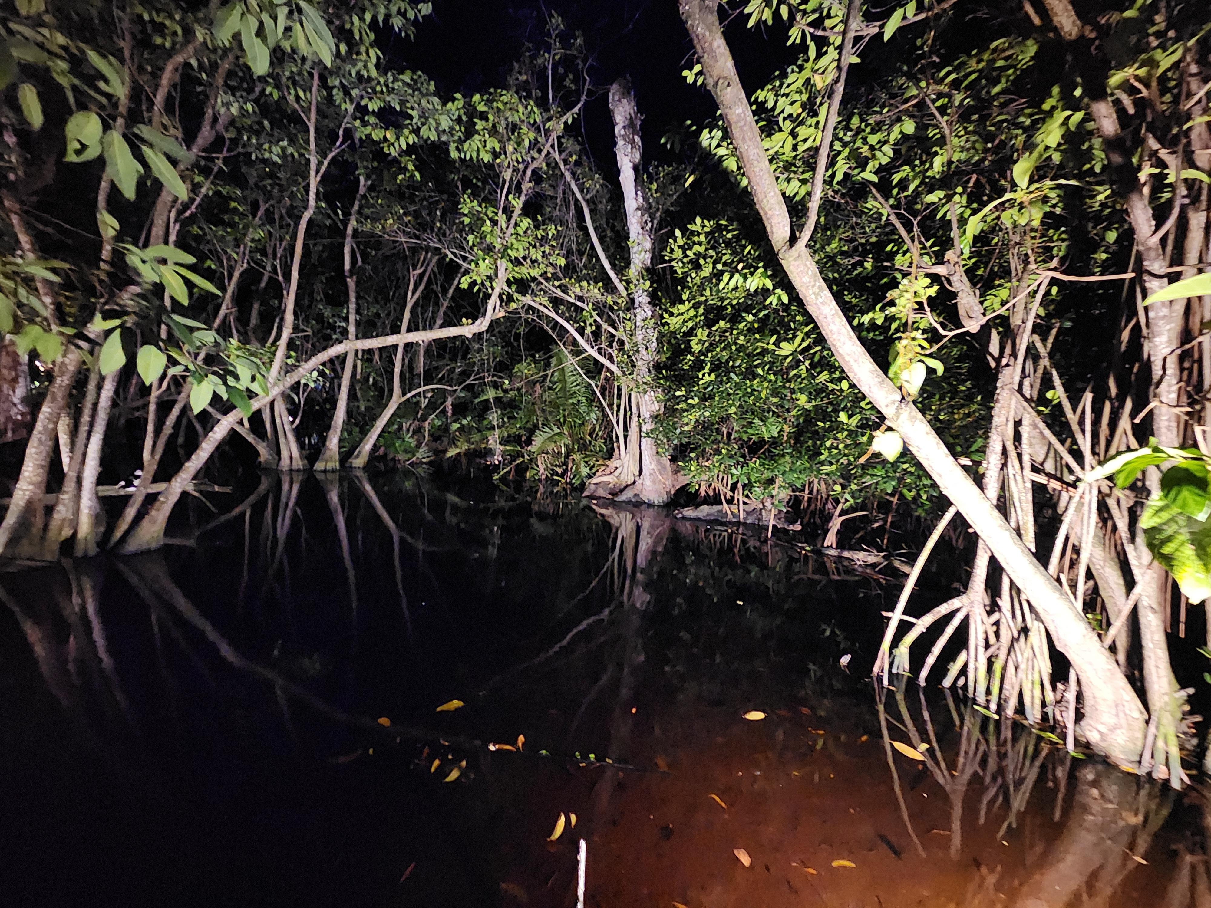 Jungle walk at night