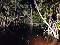 Jungle walk at night