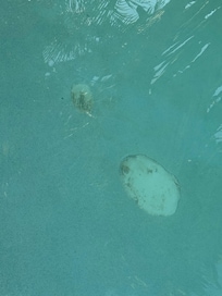 Cracks and missi g concrete in pool