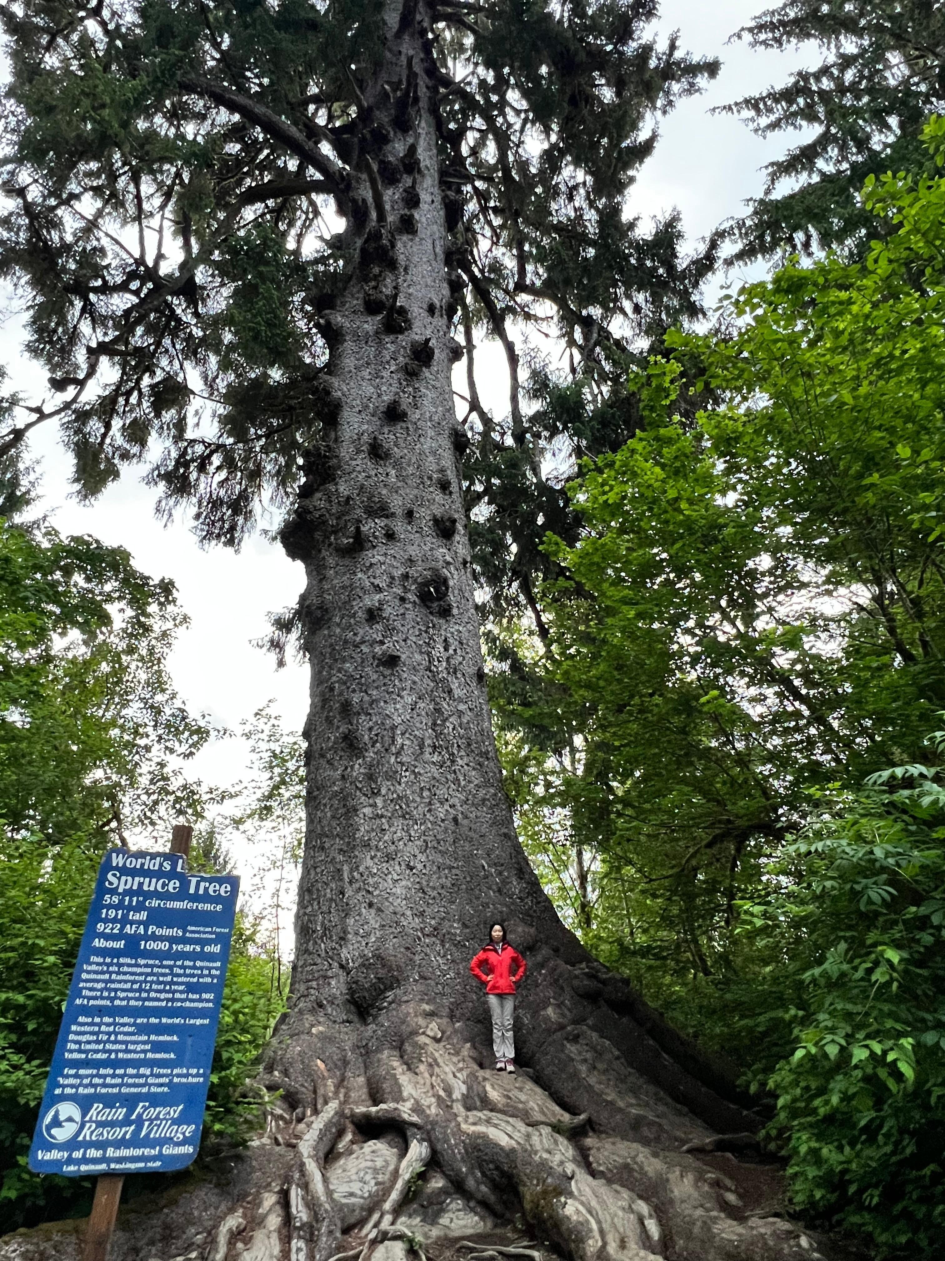 Very big tree
