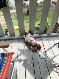 The pup
