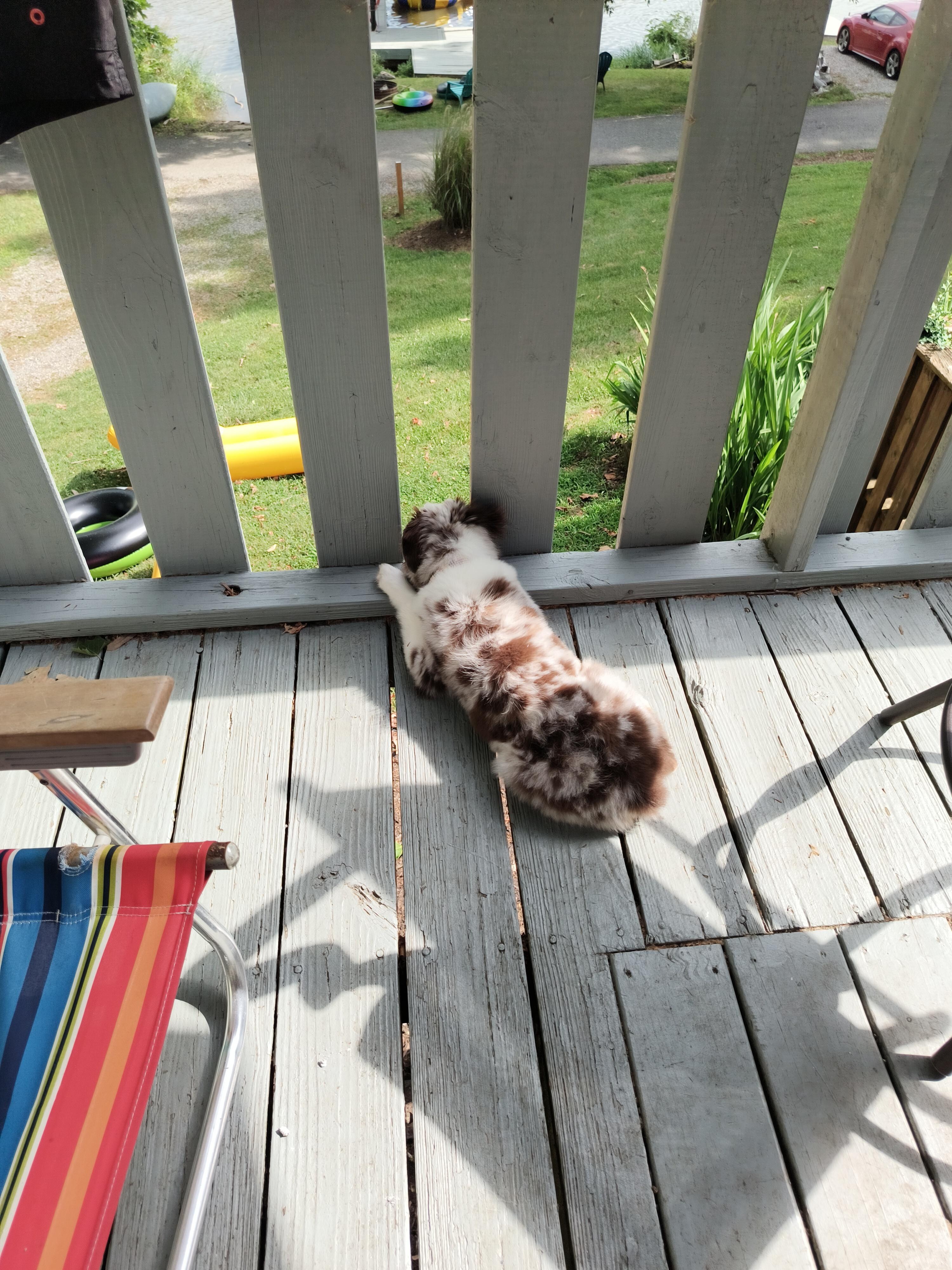 The pup