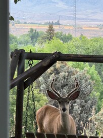 Morning visitor