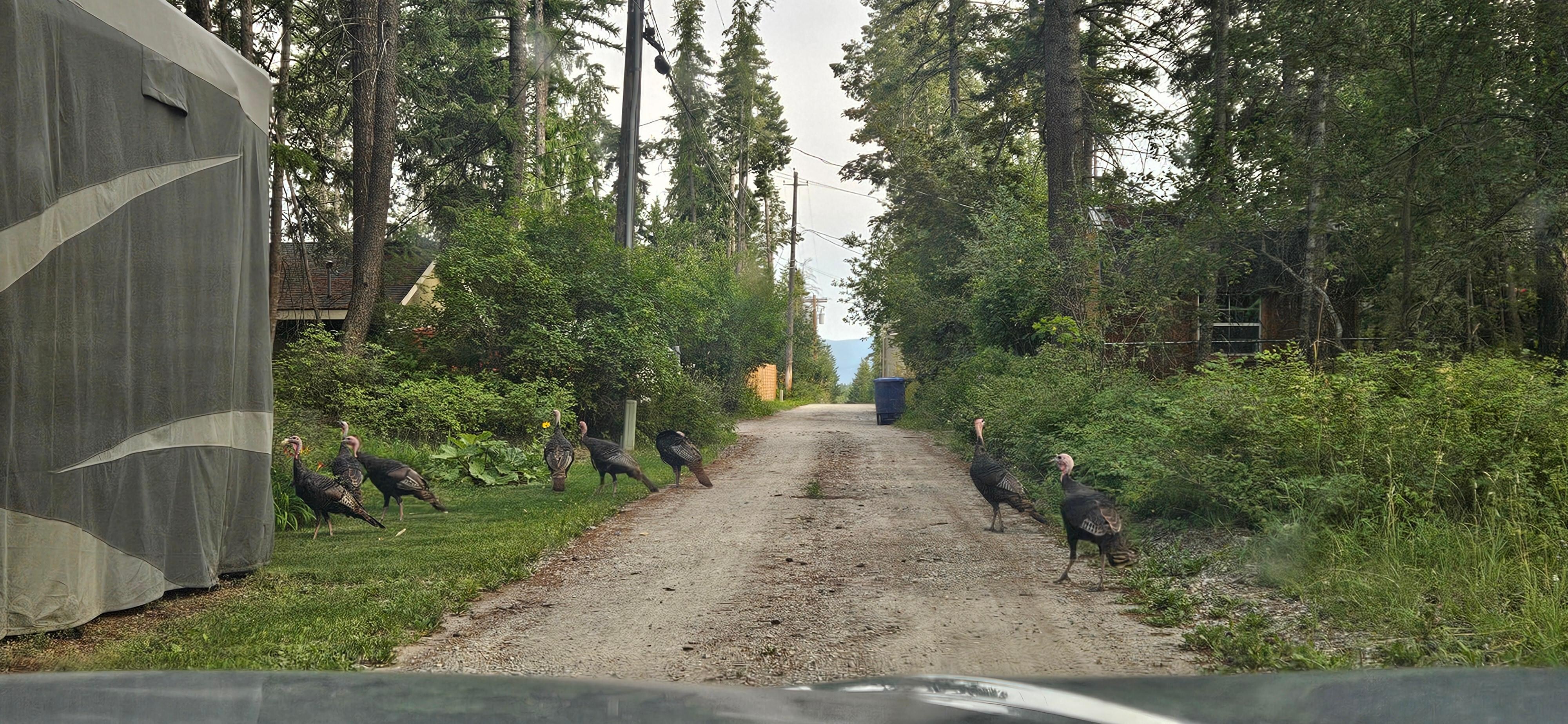 Turkeys walking in the neighborhood