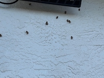 Bees alive