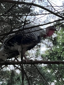 Turkey jumped on top of the coop and into the tree!