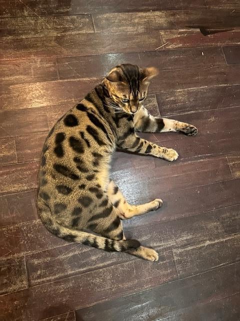 Bengalcat ho lives in the hotel