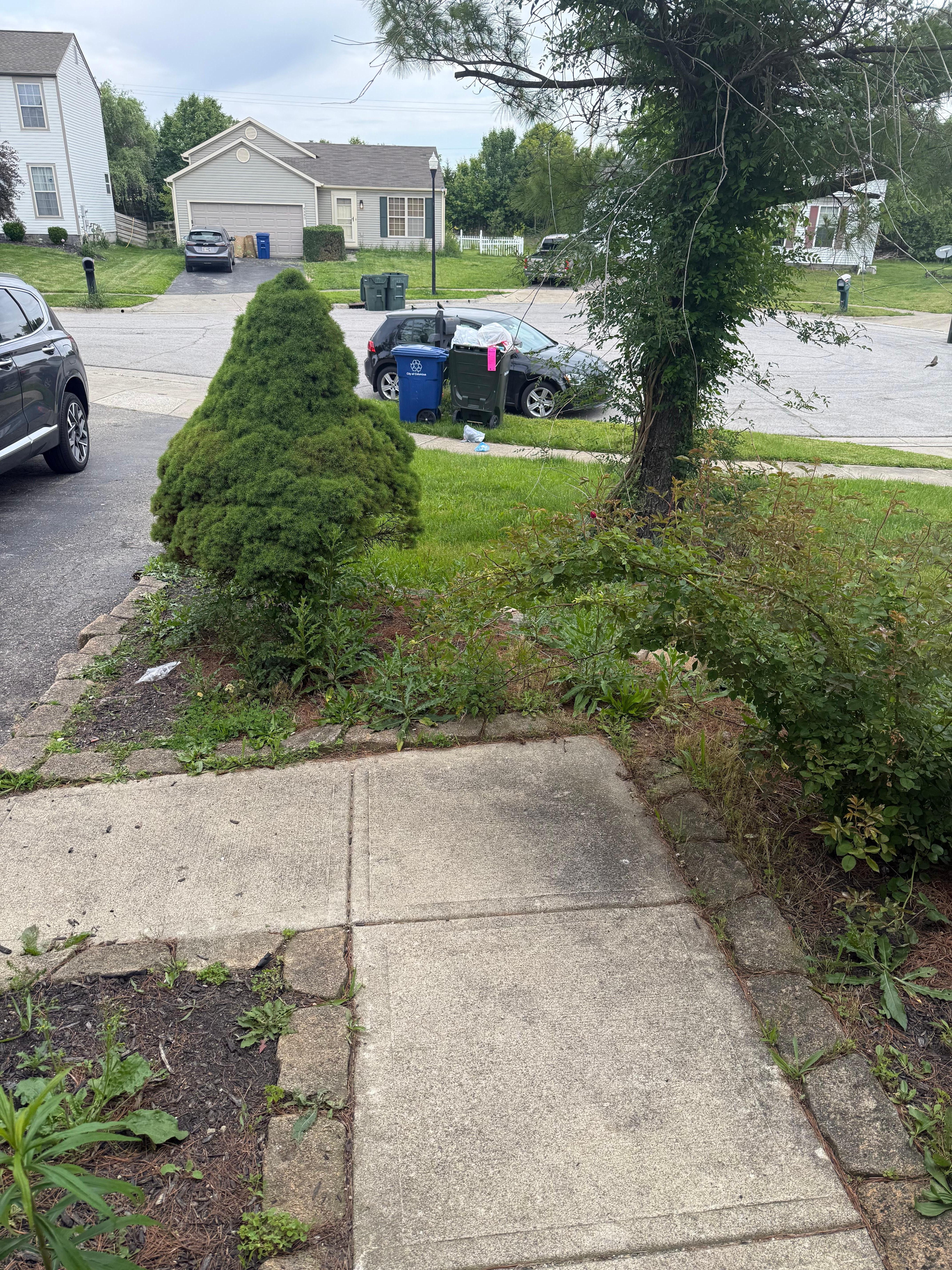 ALL WEEDS