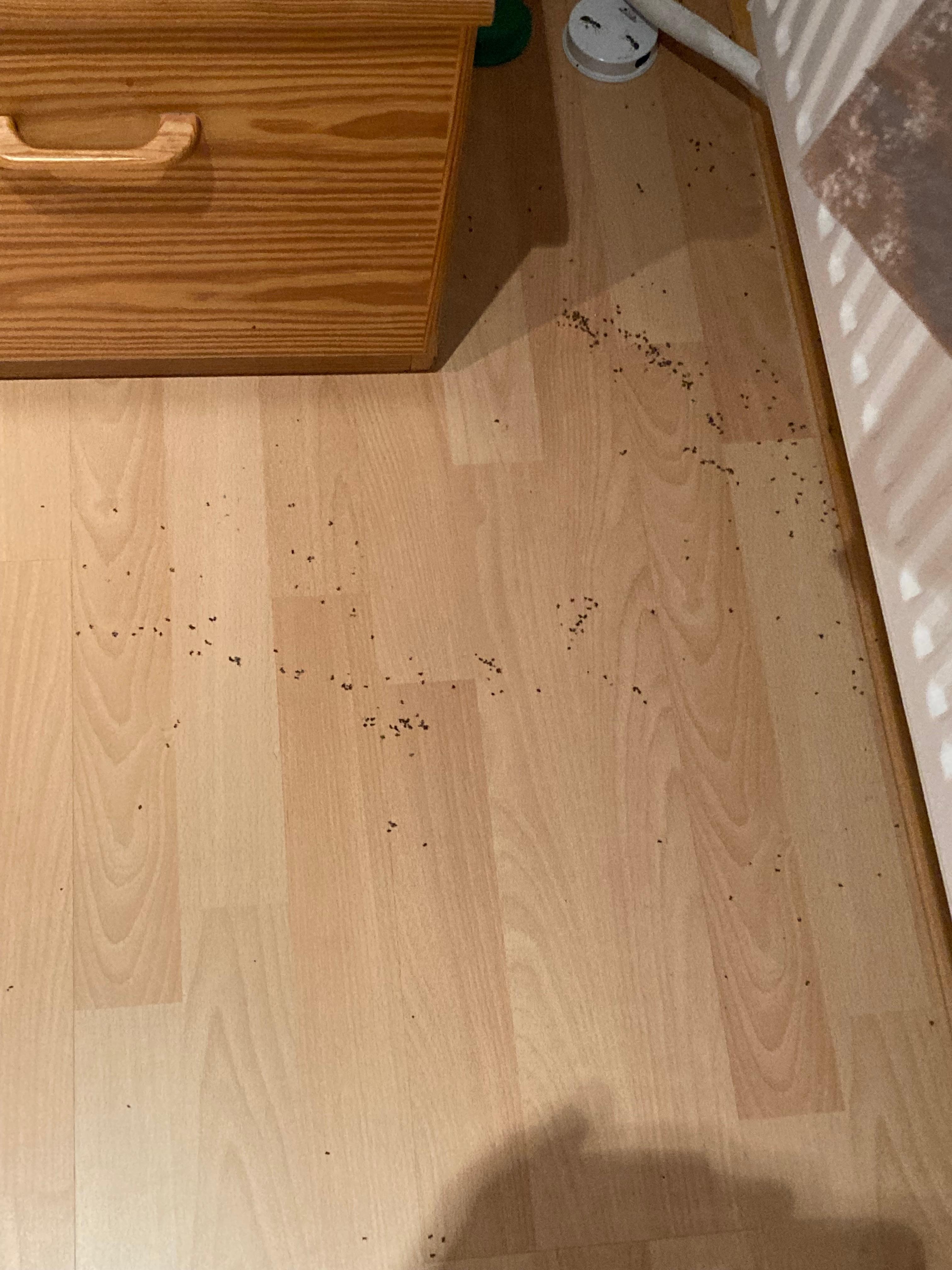 Ant graveyard!