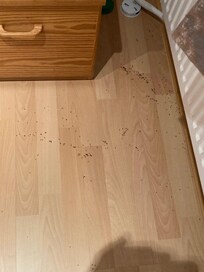Ant graveyard!