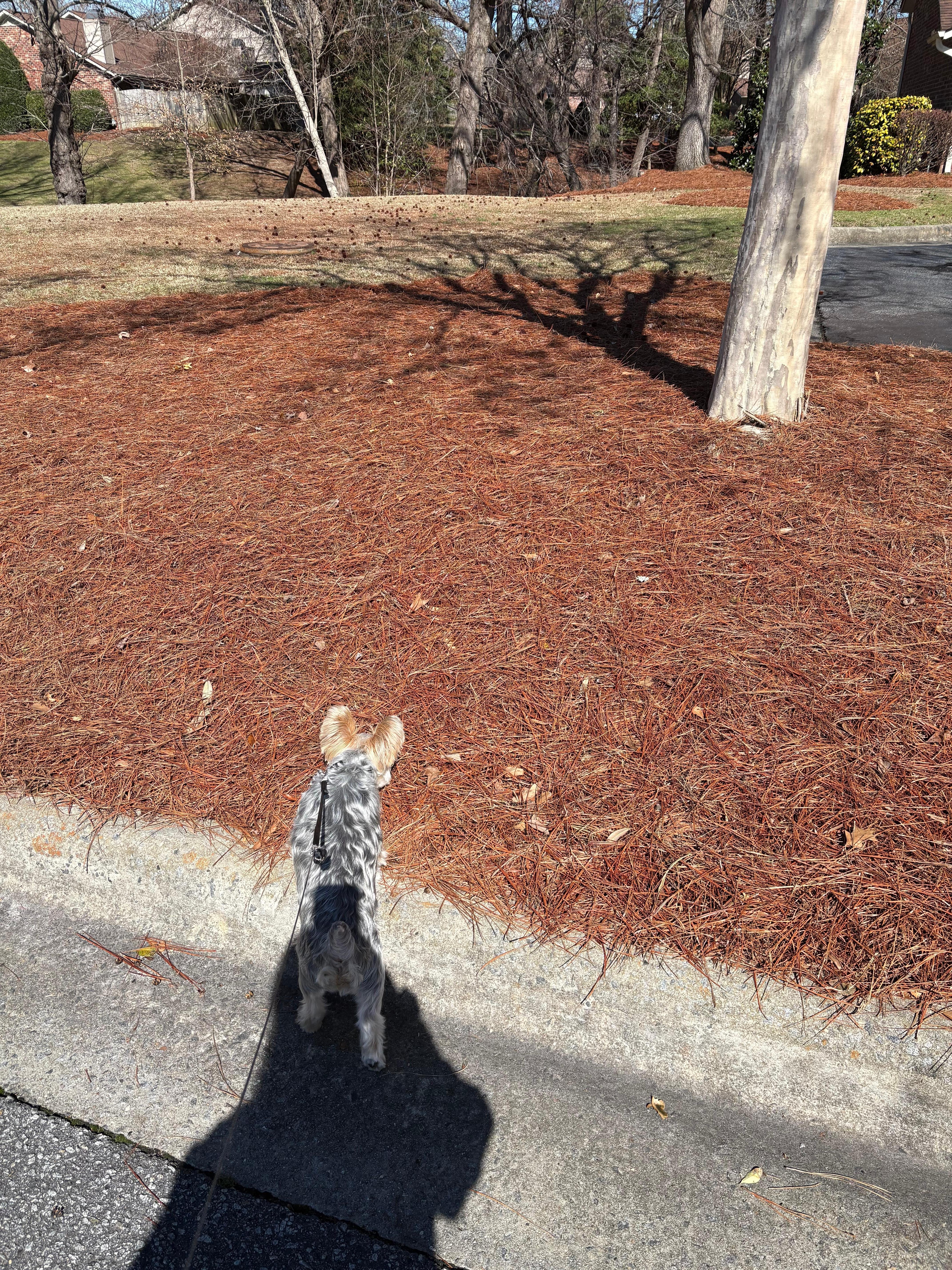 Great area to walk my dog.Felt safe.