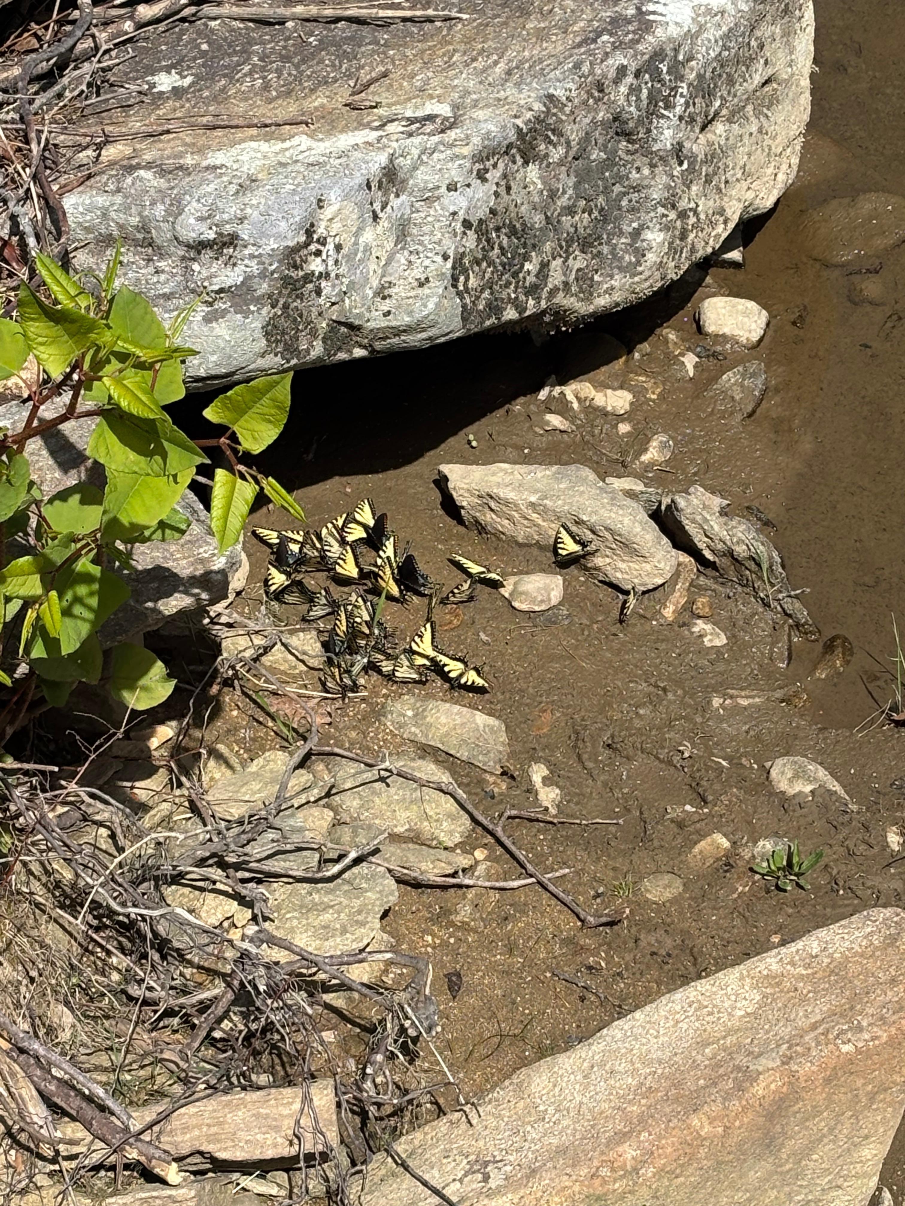 Butterfly mating season along the river?