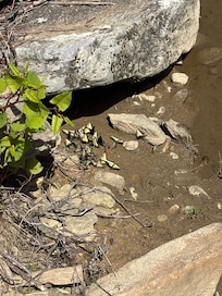 Butterfly mating season along the river?