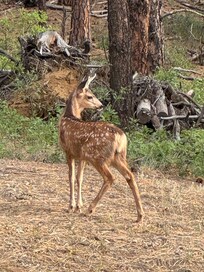 this little guy stops by daily to check on us